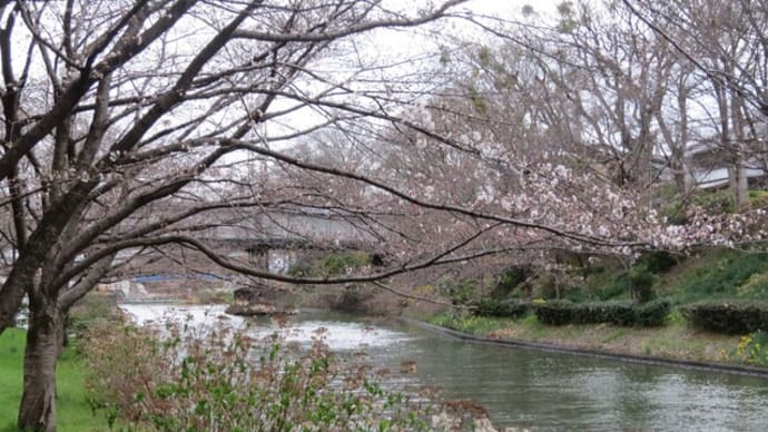 咲き始めの桜もきれい!