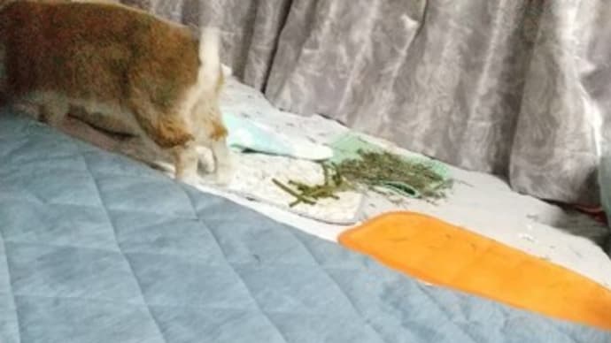今年もありがとうございました