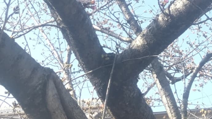 城南荘の桜2021 咲き始め宣言