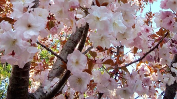 座間・さくら百華の道2020/4/8午後その3