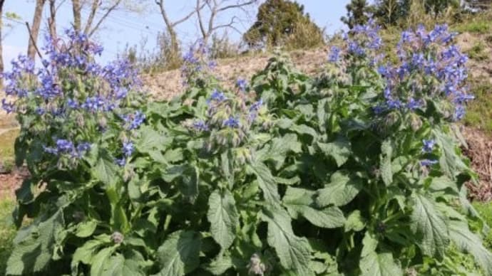 でっかいボリジ、プリムラ、庭桜