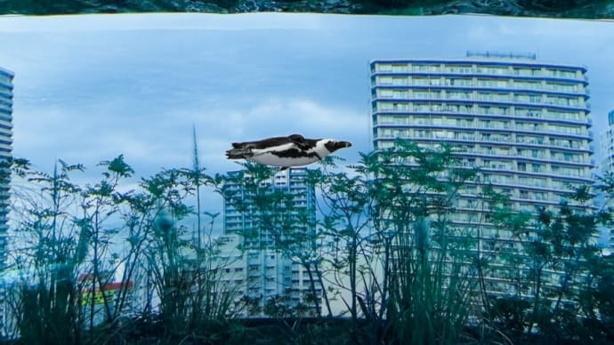サンシャイン水族館 マリンガーデン FILE:3 天空のペンギン
