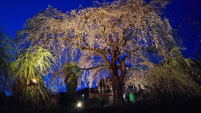 ４日夕方.五ヶ瀬町浄専寺の枝垂れ桜を見る