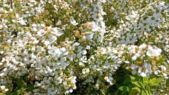 春の花・華コレクション2022/集合体の謎②撮り方のせいなのか?