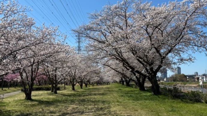 庭の花たちと、本番前の恒例行事