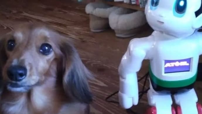 犬の事 映画「犬部」
