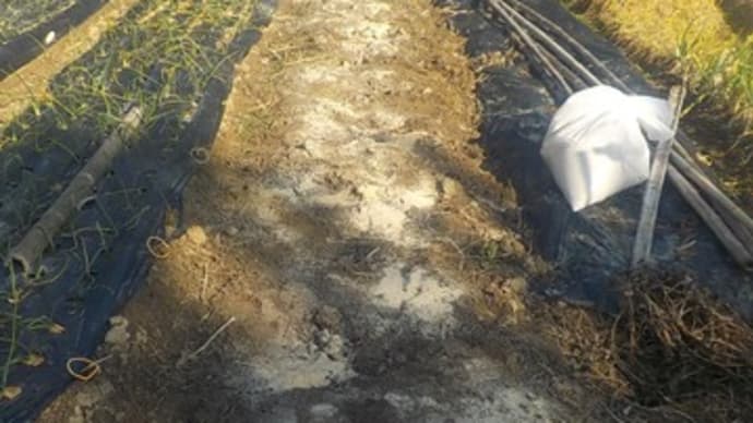 今日も寒起こし 2日目は1畝だけに