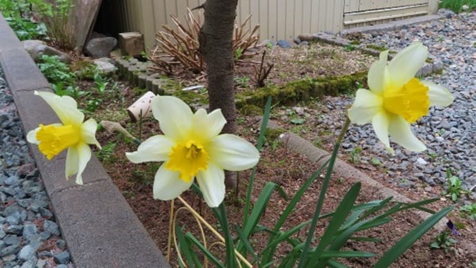 裏の水仙は黄色とオレンジ(*'▽')