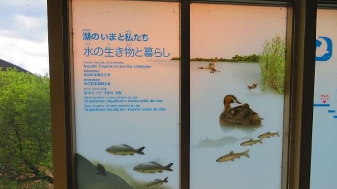 琵琶湖博物館　日淡の聖地