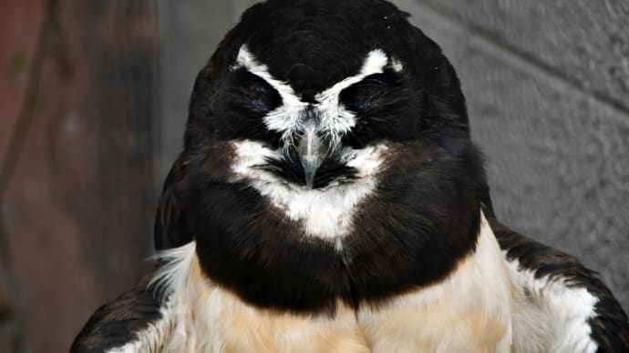 メガネフクロウさん メガネグマさんに似ているね