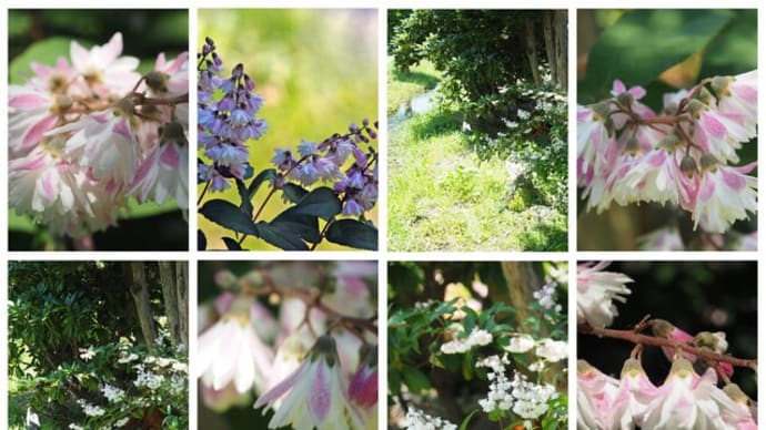 「更紗空木の花が咲きました」 MY GARDEN 2023.06.26日撮影