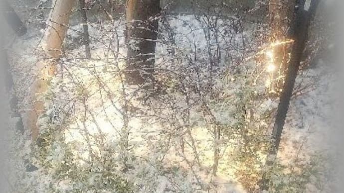 (短歌)九州じゃ珍しかった雪景色