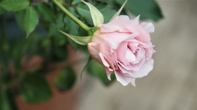 名残の薔薇