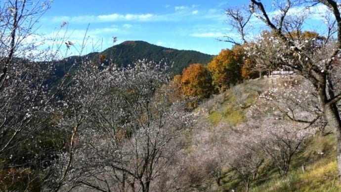 桜山公園の冬桜 2023.11.23