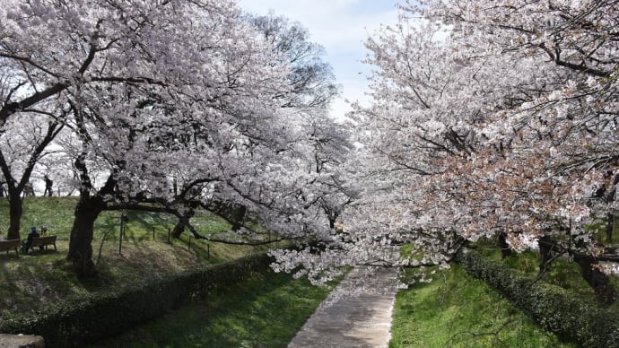 さくら狩り 埼玉県幸手市 2022年幸手桜まつり【中止】権現堂公園(4)桜のトンネル