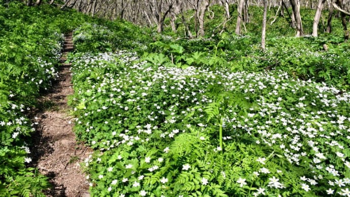 2024年4月22日の男鹿・福寿草山編