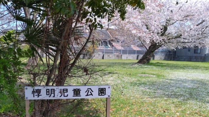 福知山市内で見た桜とスミレの花