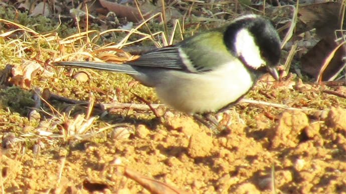 散歩20210228③野鳥たち