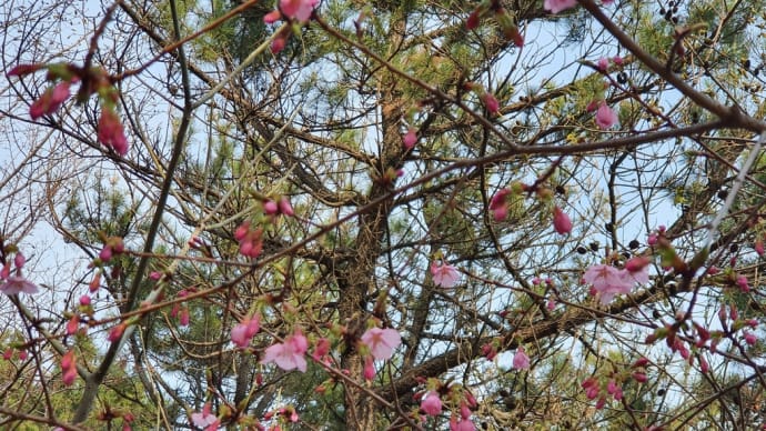 きのこの釜山ライフ ピンクの桜開花
