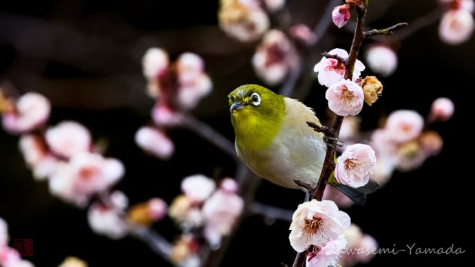 3日連続のメジロです