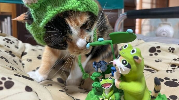 あずきちゃん、カエルになる🐸