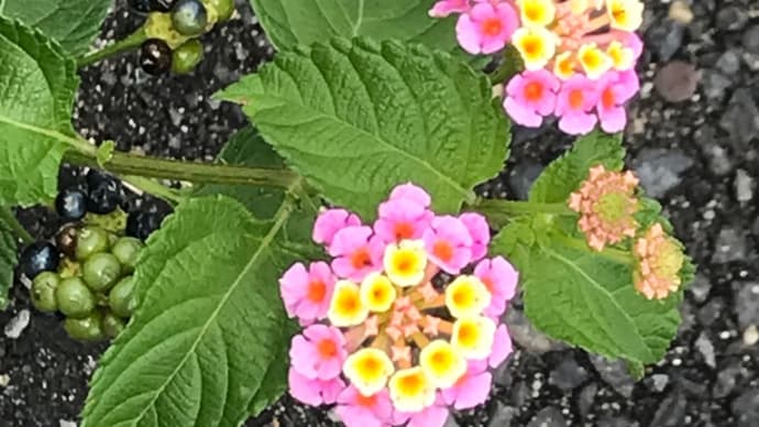 柏スタディで得た260項目の実データ