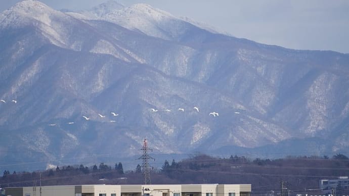 年末の「いなほ」