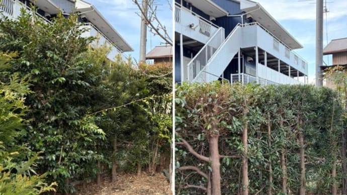 垣根の横に張り出した枝と上に伸びた枝の剪定作業