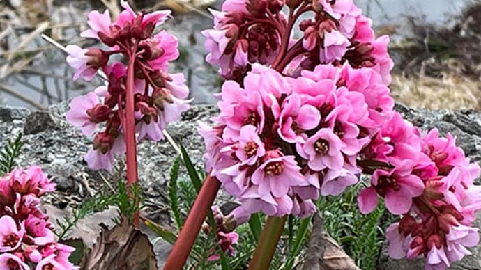 【早めの花芽吹きと思えば、一転・氷雨&雪】