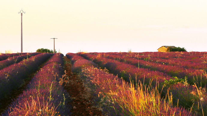 真夏のプロヴァンス・ヴァレンソル、夜明け時のラベンダー畑の写真11-3