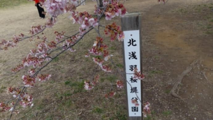 3月24日北浅羽桜堤公園の風景