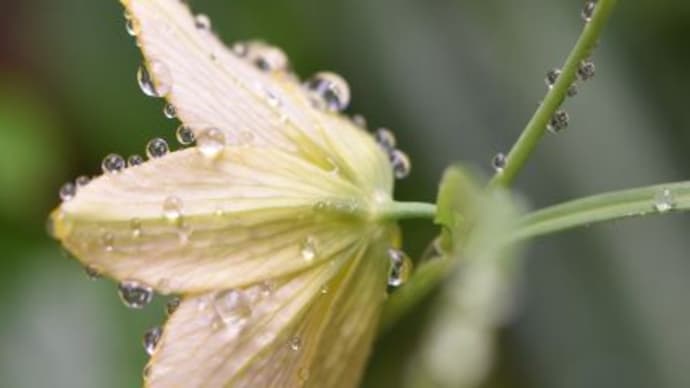 庭で咲く花たち 雨降のさくらの花たち 42