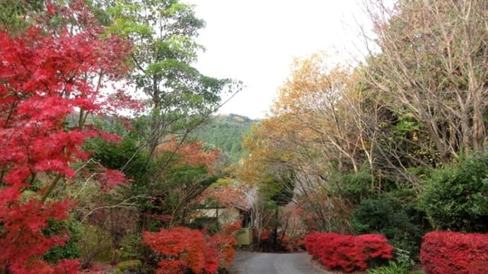 大分県中津市　八面山「金色（かないろ）温泉」の紅葉