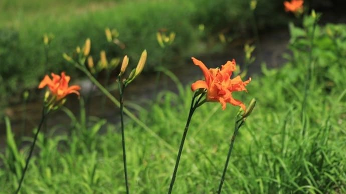 暑さに負けないお花さん達 牧野富太郎の本 亜麻のその後3