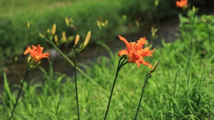 暑さに負けないお花さん達　牧野富太郎の本　亜麻のその後3