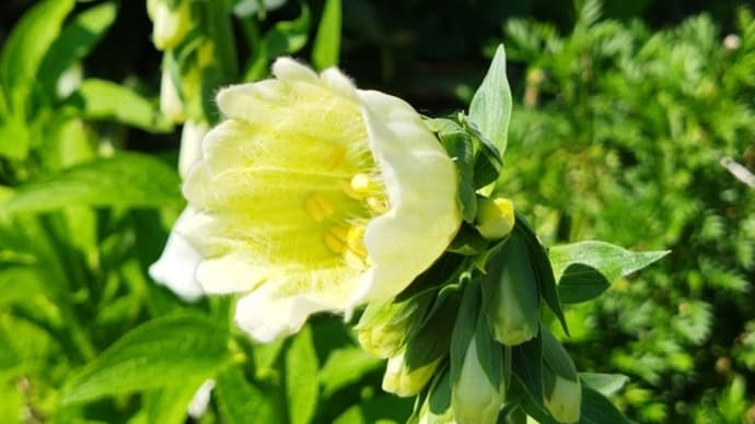今日の庭の花