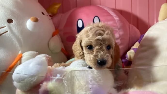 3月26日生プードルクリームの男の子2