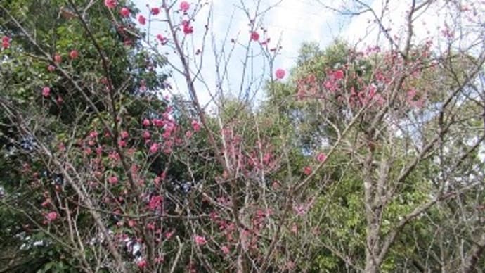 大阪府営山田池公園　梅が咲き始めていました