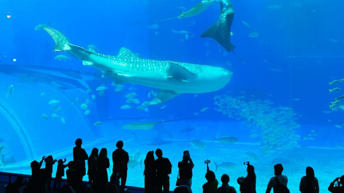 癒される場所美ら海水族館〜母と娘の沖縄旅行⑥