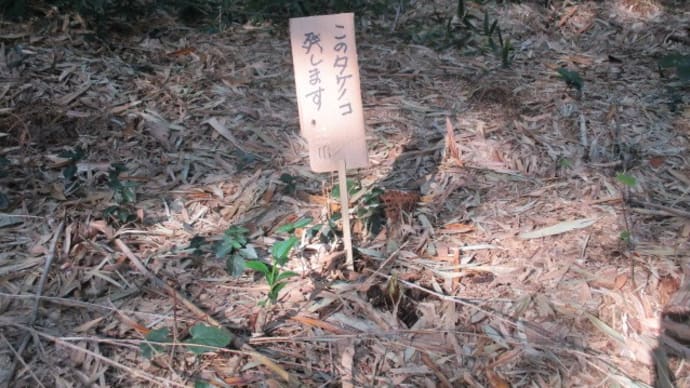 タケノコが出始めたんで
