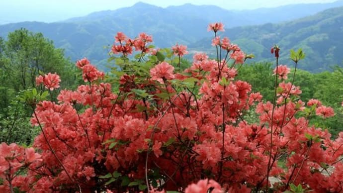 南関東 里山 春の花・樹の花