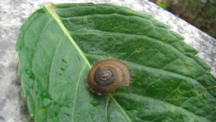 オオウケマイマイ