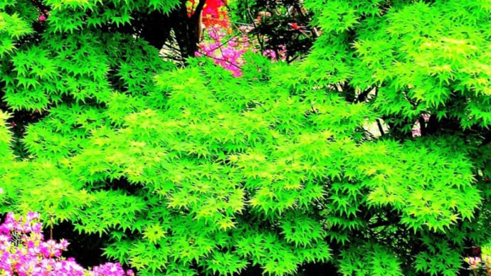 🐉🌈新緑の【三峯神社】光景❢❢