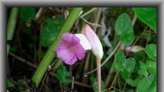 オオナンバンギセル コウの花図鑑