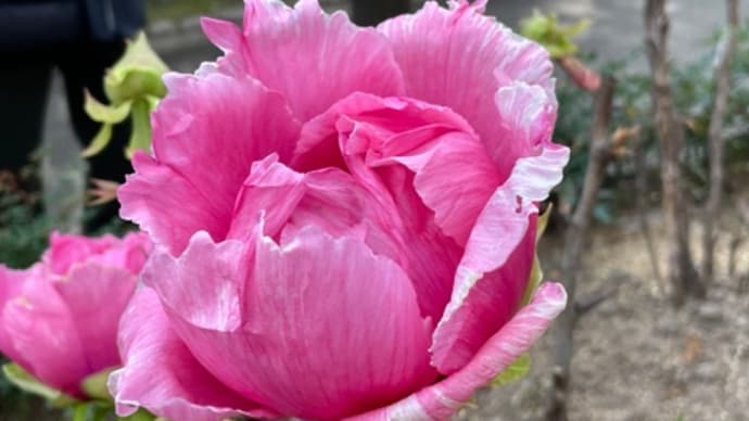 徳川園で寒牡丹の花が咲いてた