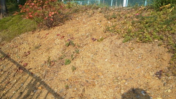 植毛は成功するか