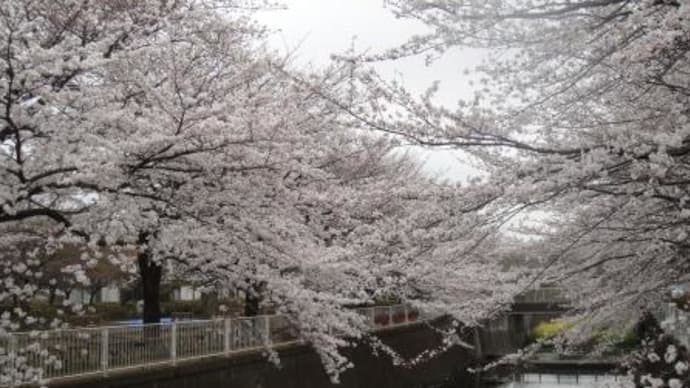 桜の国・・・
