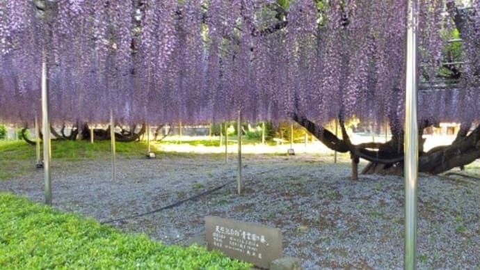 青葉園の藤棚