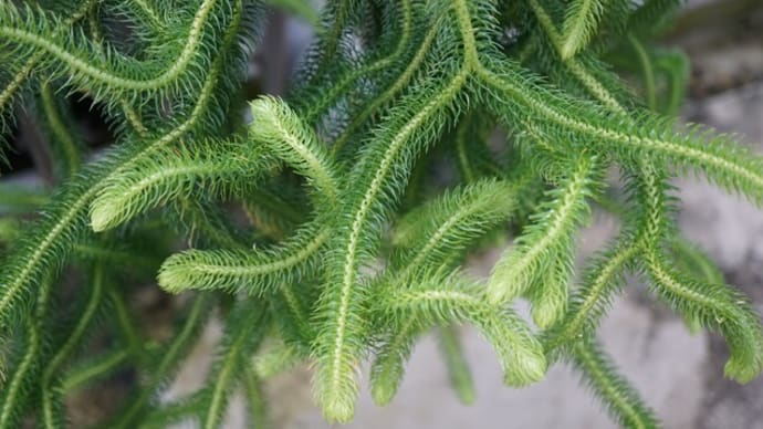 シダ植物:ムカデカズラ