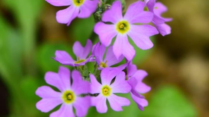 咲くやこの花館'高山植物室'で楽しませてくれる咲き乱れる花々達です
